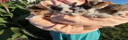 Yorkshire Terrier dogs for sale: Yorkshire Terrier 3 - Ad 2