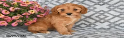 Cavapoo dogs for sale: Taz - Ad 5