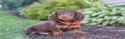 Miniature Dachshund dogs for sale: Leo - Ad 3