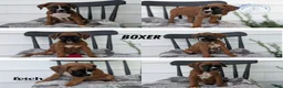 Boxer dogs for sale: Kip - Ad 13