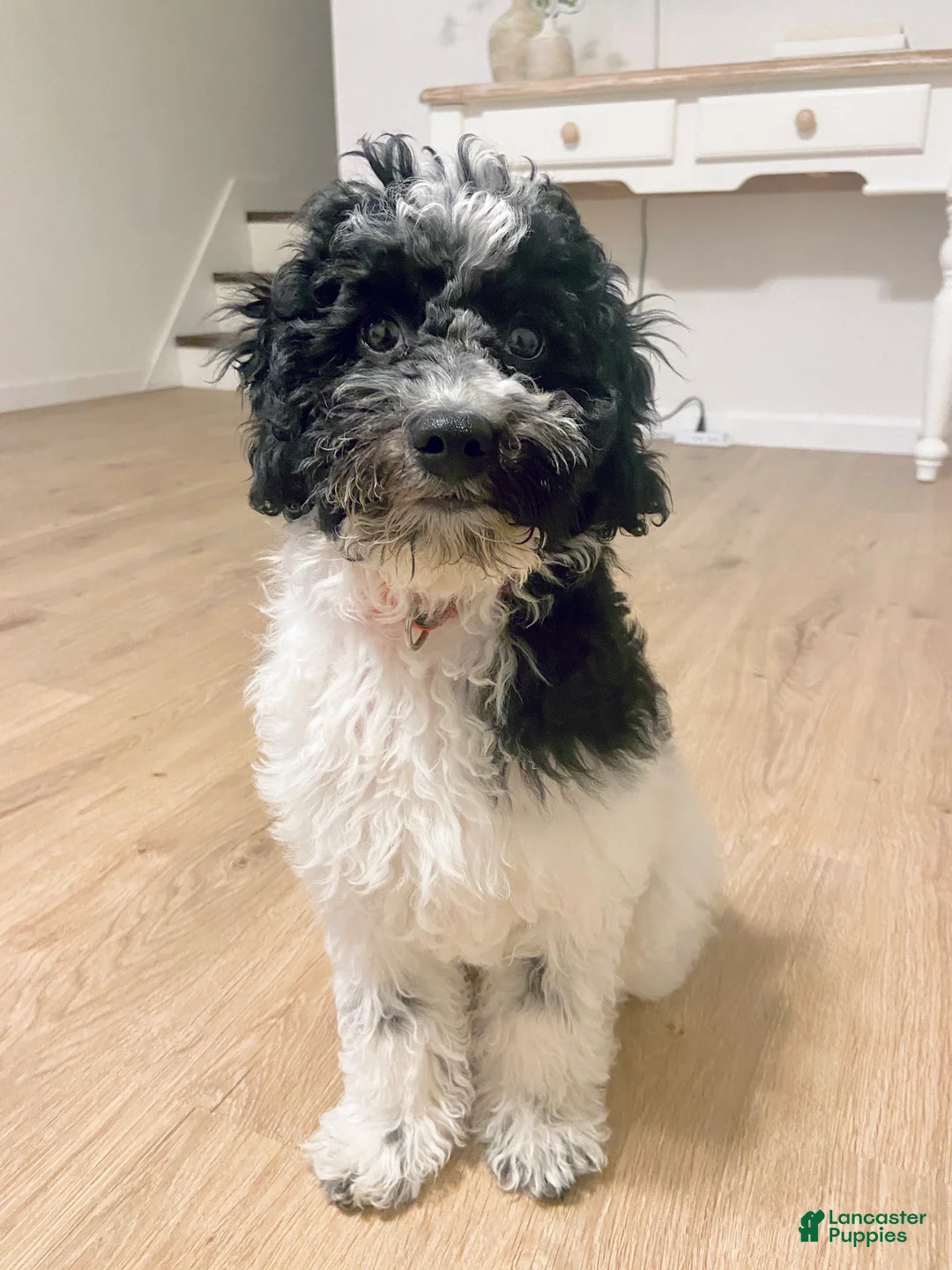 Cavapoo dogs for sale: Jasper - f1b mini cavapoo - Ad 2