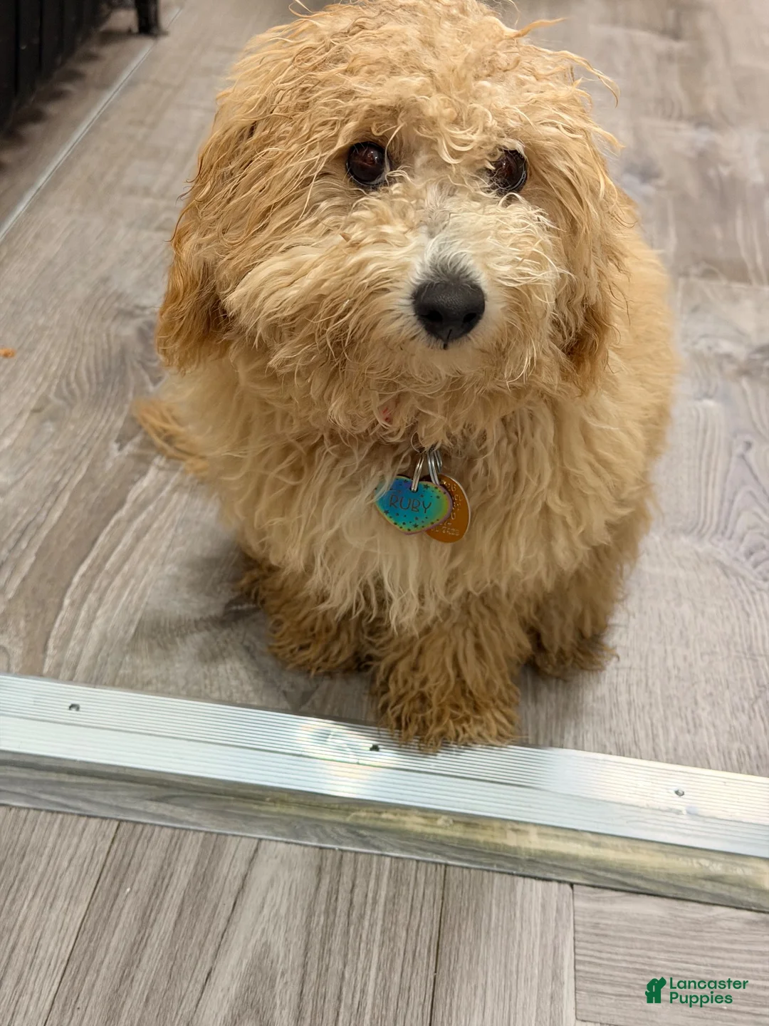 Miniature Poodle dogs for sale: Miniature Poodle 1 - Ad 5