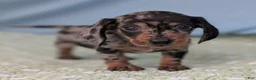 Miniature Dachshund dogs for sale: Mosaic - Ad 3
