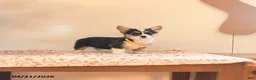 Welsh Corgi Pembroke dogs for sale: Evie - Ad 4