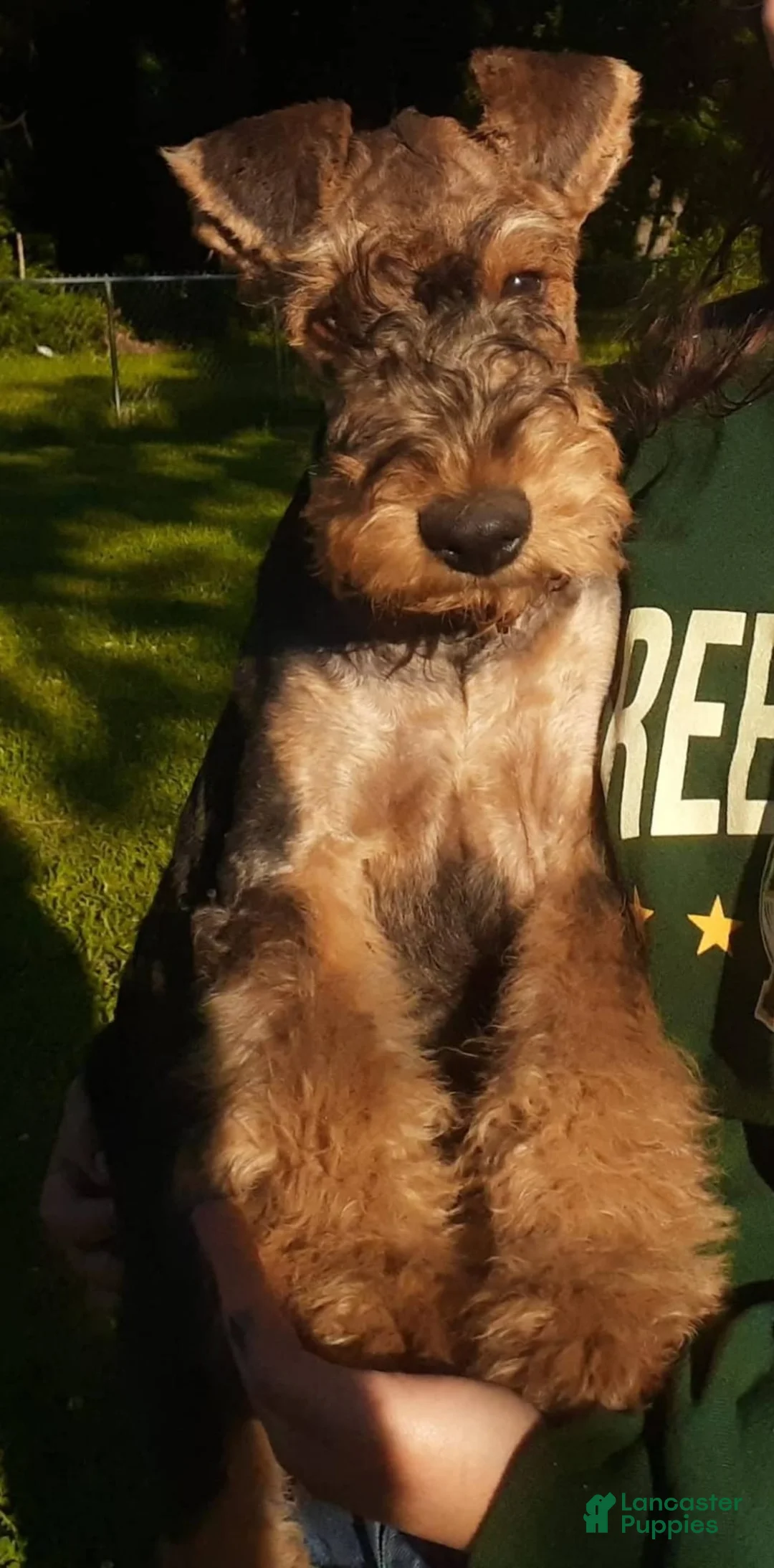 Gallery Image {{count}}