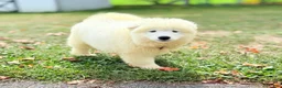 Samoyed dogs for sale: Chica - Ad 2