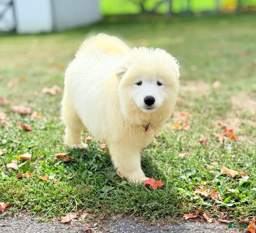 Samoyed dogs for sale: Chica - Ad 2