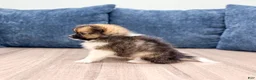 Pomeranian dogs for sale: Mason - Ad 5