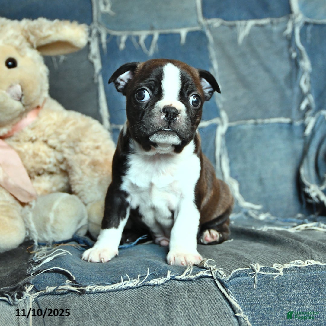 Boston Terrier dogs for sale: George - Ad 2