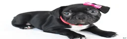 Frenchton dogs for sale: Dolly - Ad 5