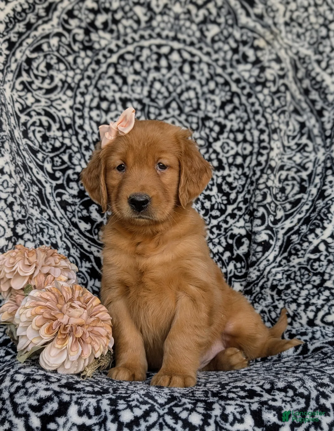 Golden Retriever dogs for sale: Macey - Ad 1
