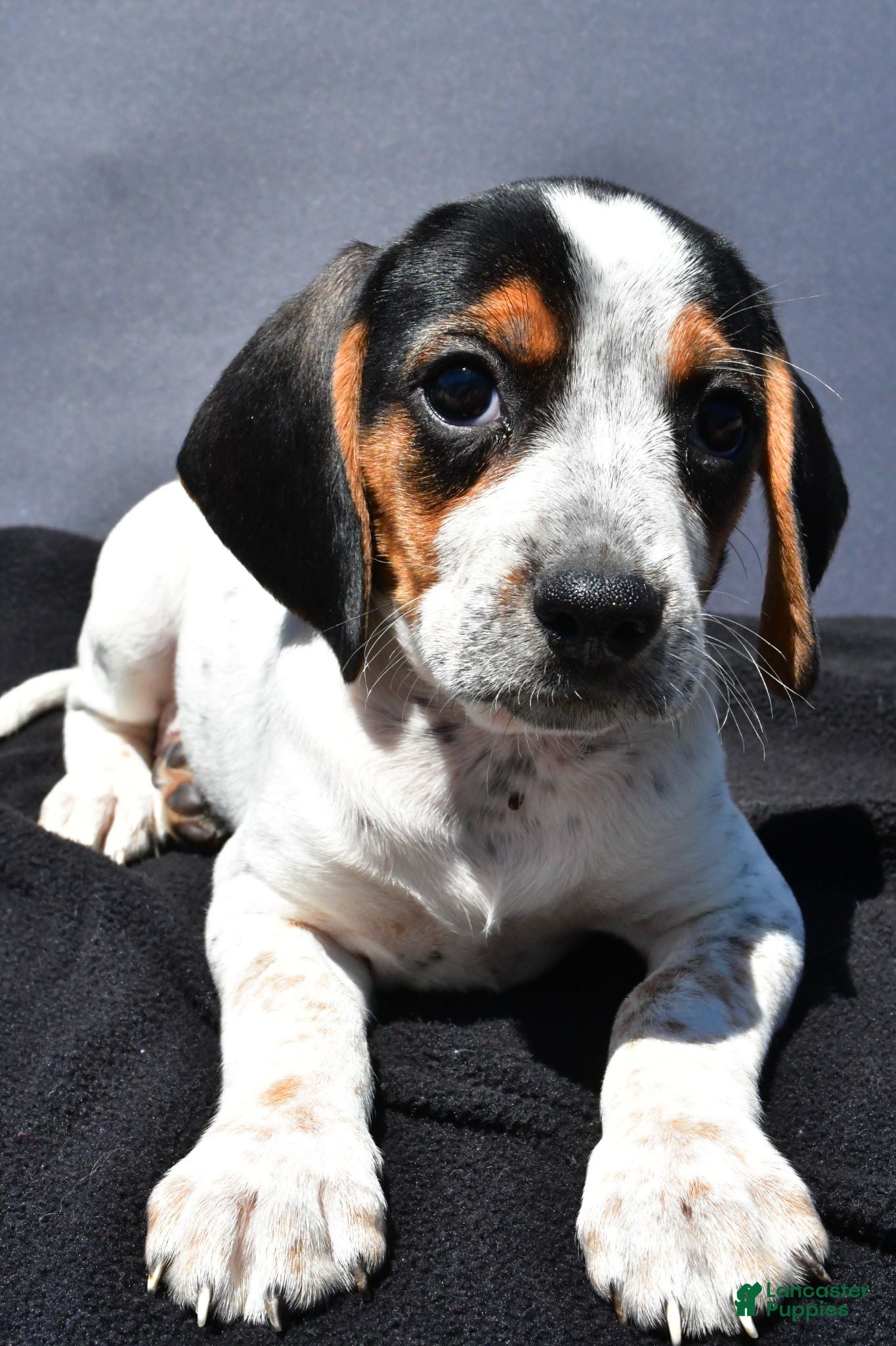 Beagle dogs Regina - Ad 1
