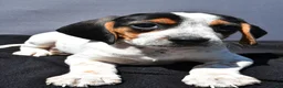 Beagle dogs for sale: Regina - Ad 1