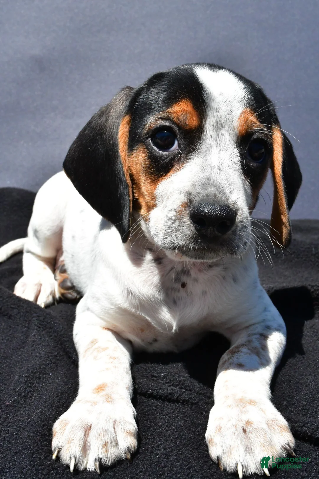 Beagle dogs for sale: Regina - Ad 1