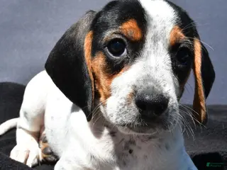 Beagle dogs for sale: Regina - Ad 2
