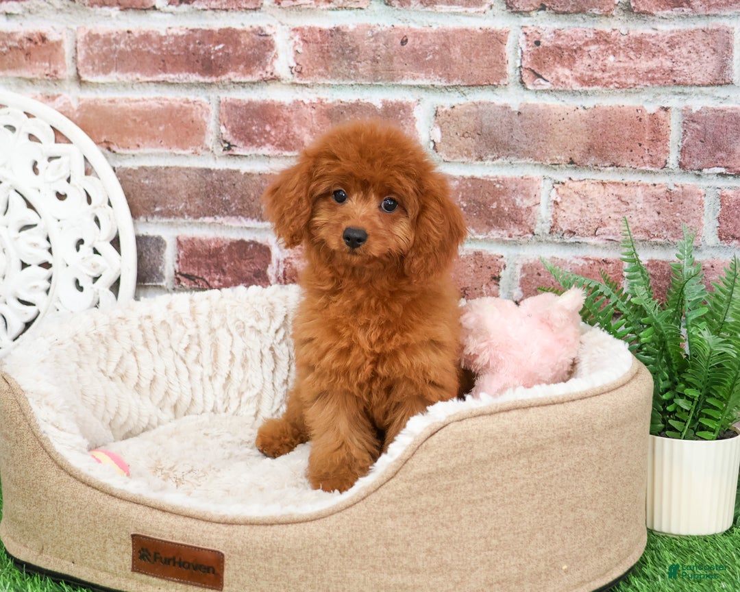 Cavapoo dogs for sale: Beauty  - Ad 3