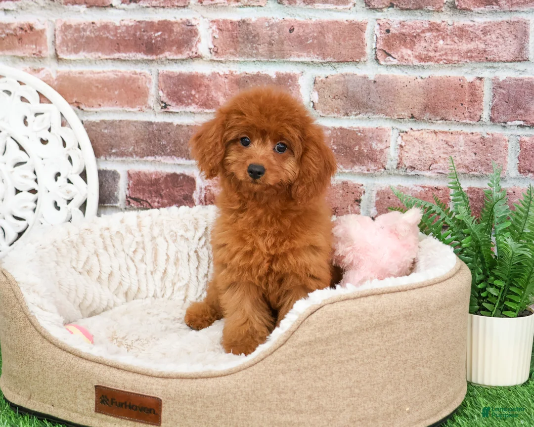 Cavapoo dogs for sale: Beauty  - Ad 4