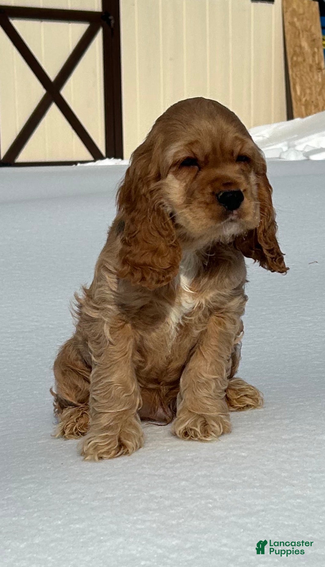 Cocker Spaniel dogs Austin - Ad 12