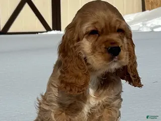 Cocker Spaniel dogs Austin - Ad 12