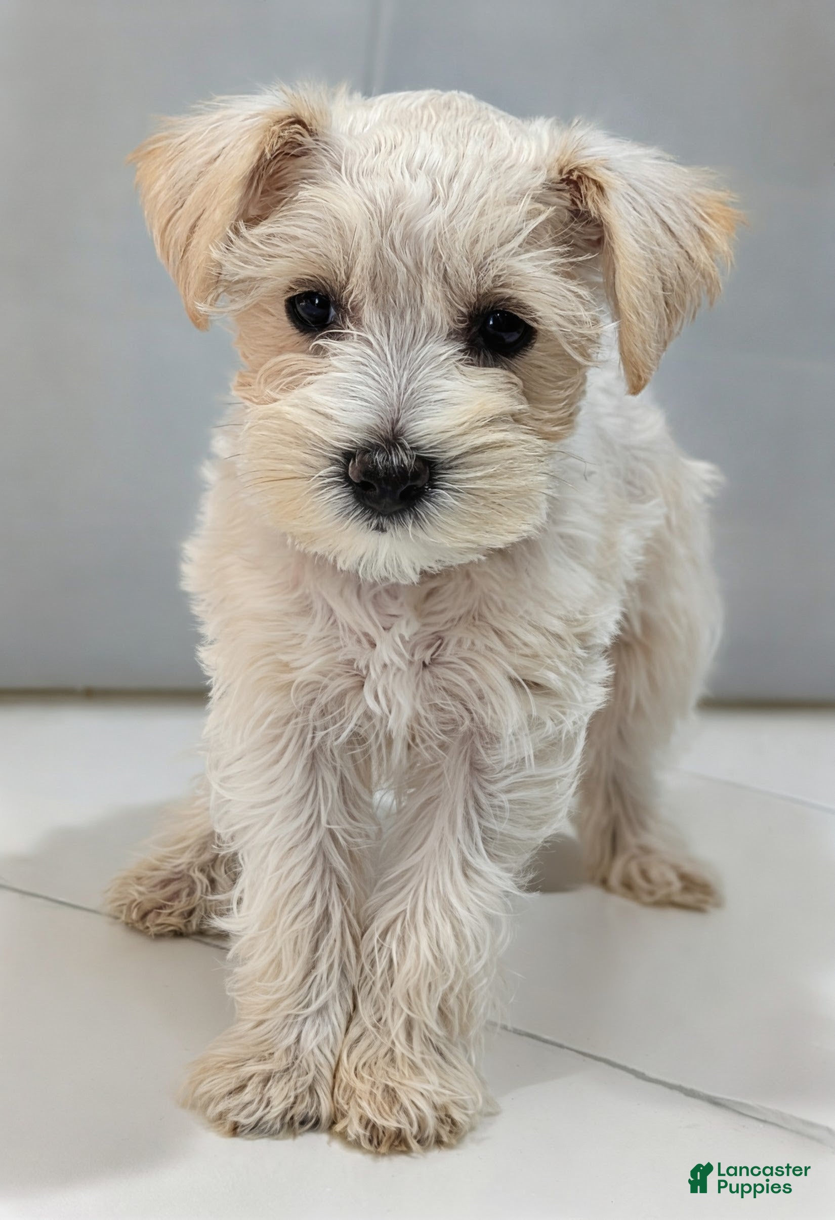 Miniature Schnauzer dogs Casper - M - Ad 1