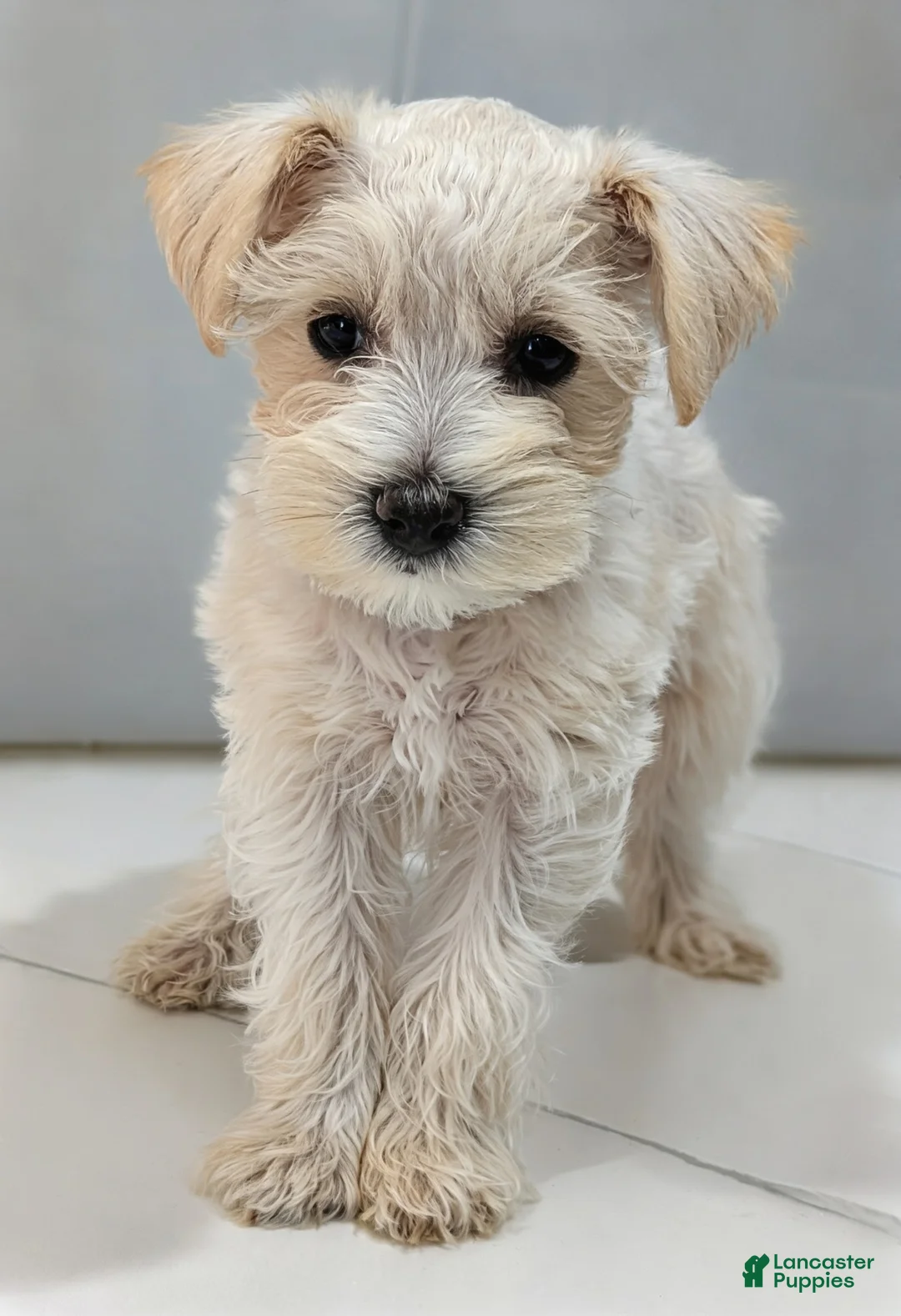 Miniature Schnauzer dogs for sale: Casper - M - Ad 1
