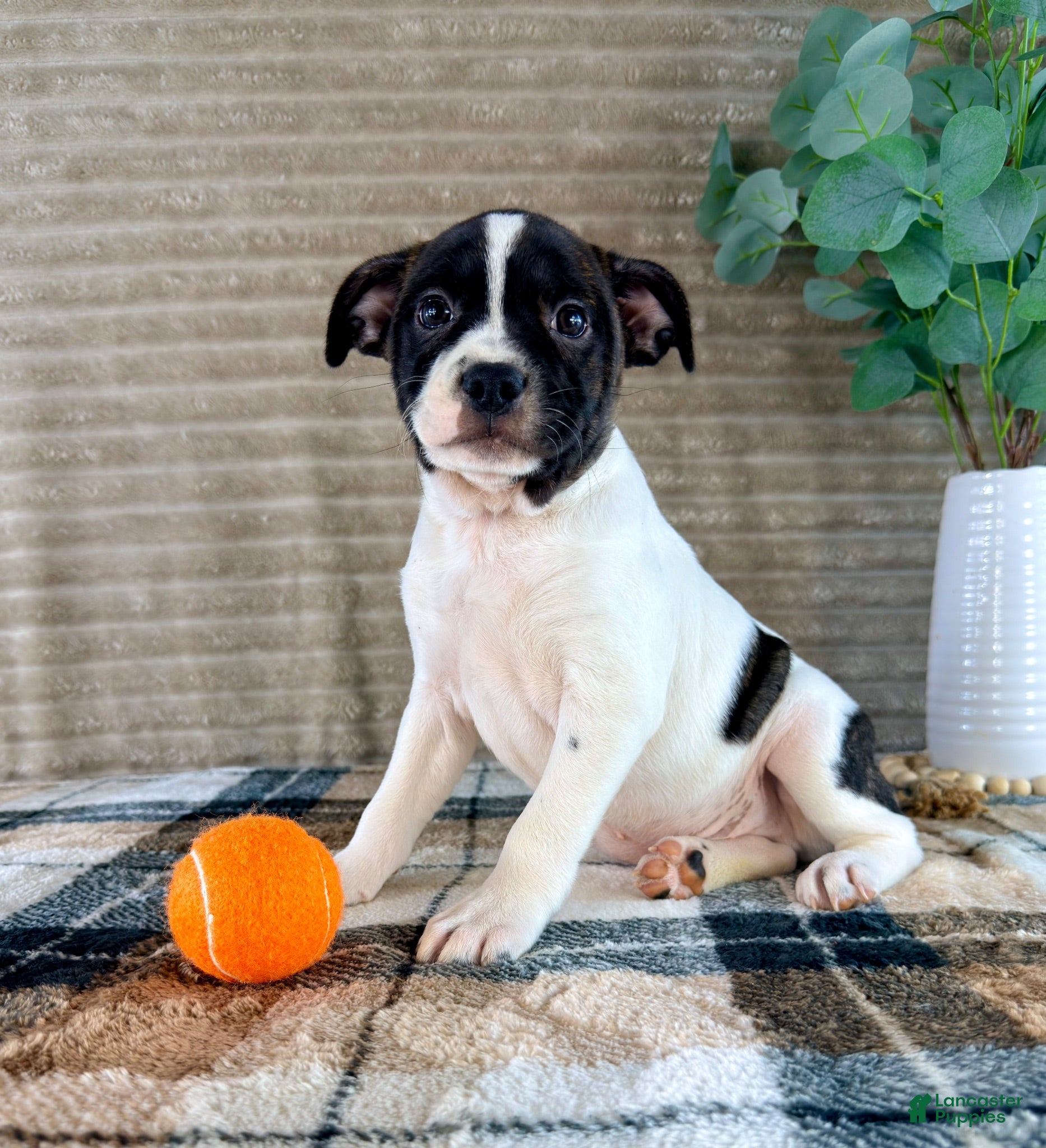 Mixed Breed dogs Rafael - Ad 11
