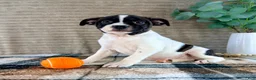 Mixed Breed dogs for sale: Rafael - Ad 1