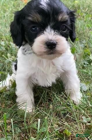 Cavapoo dogs Indy - Ad 2
