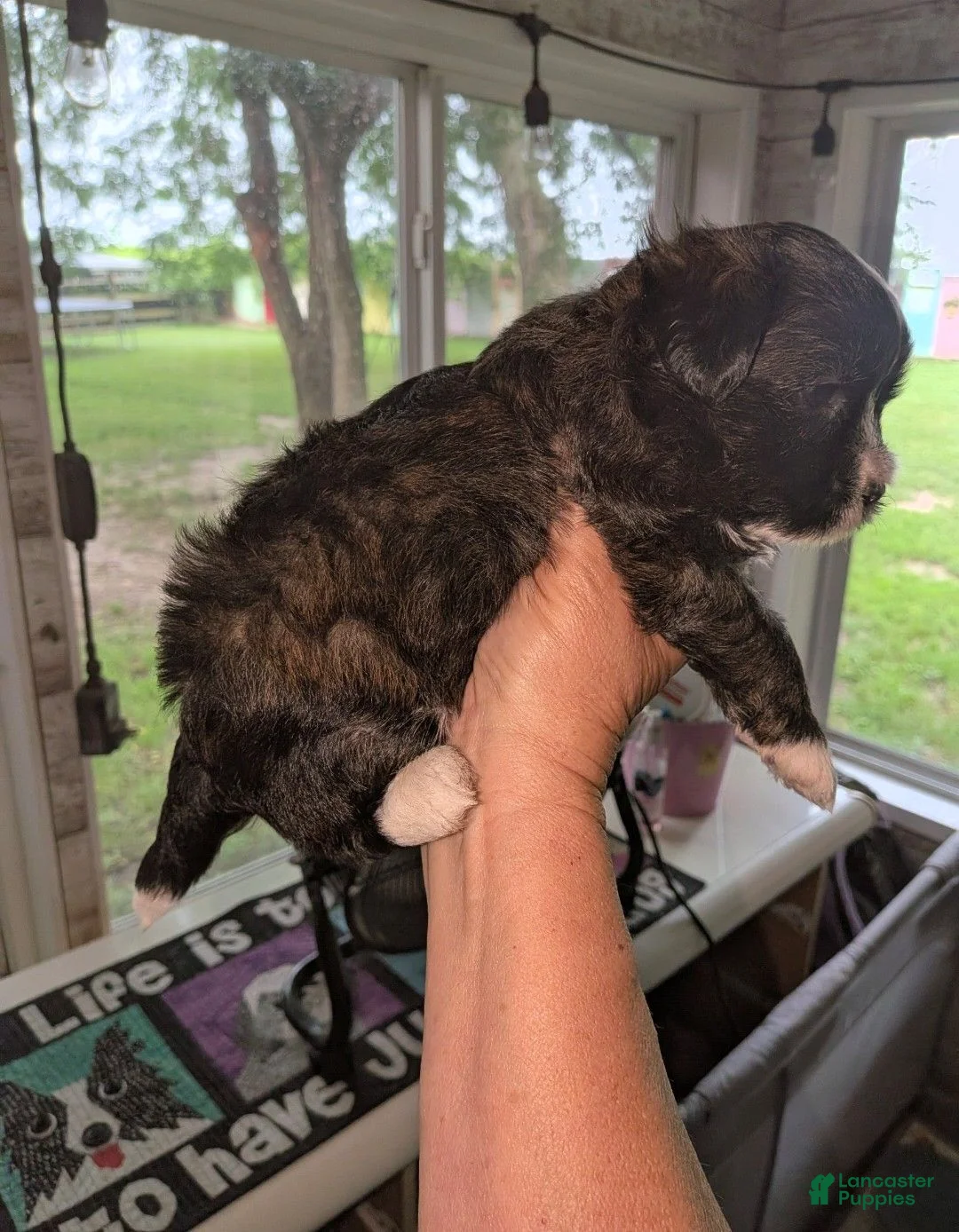 Mixed Breed dogs for sale: Mixed Breed 2 - Ad 2
