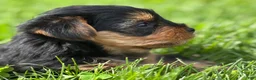 Yorkshire Terrier dogs for sale: Cocoa - Ad 8