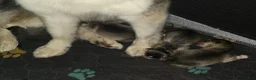 Pomsky dogs for sale: Black mini - Ad 21