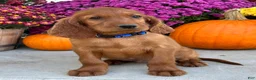 Irish Setter dogs for sale: Ralph - Ad 10