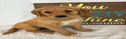 Golden Retriever dogs for sale: Gracie - Ad 1