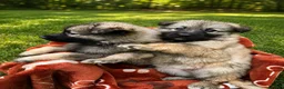 German Shepherd dogs for sale: German Shepherd 6 - Ad 1