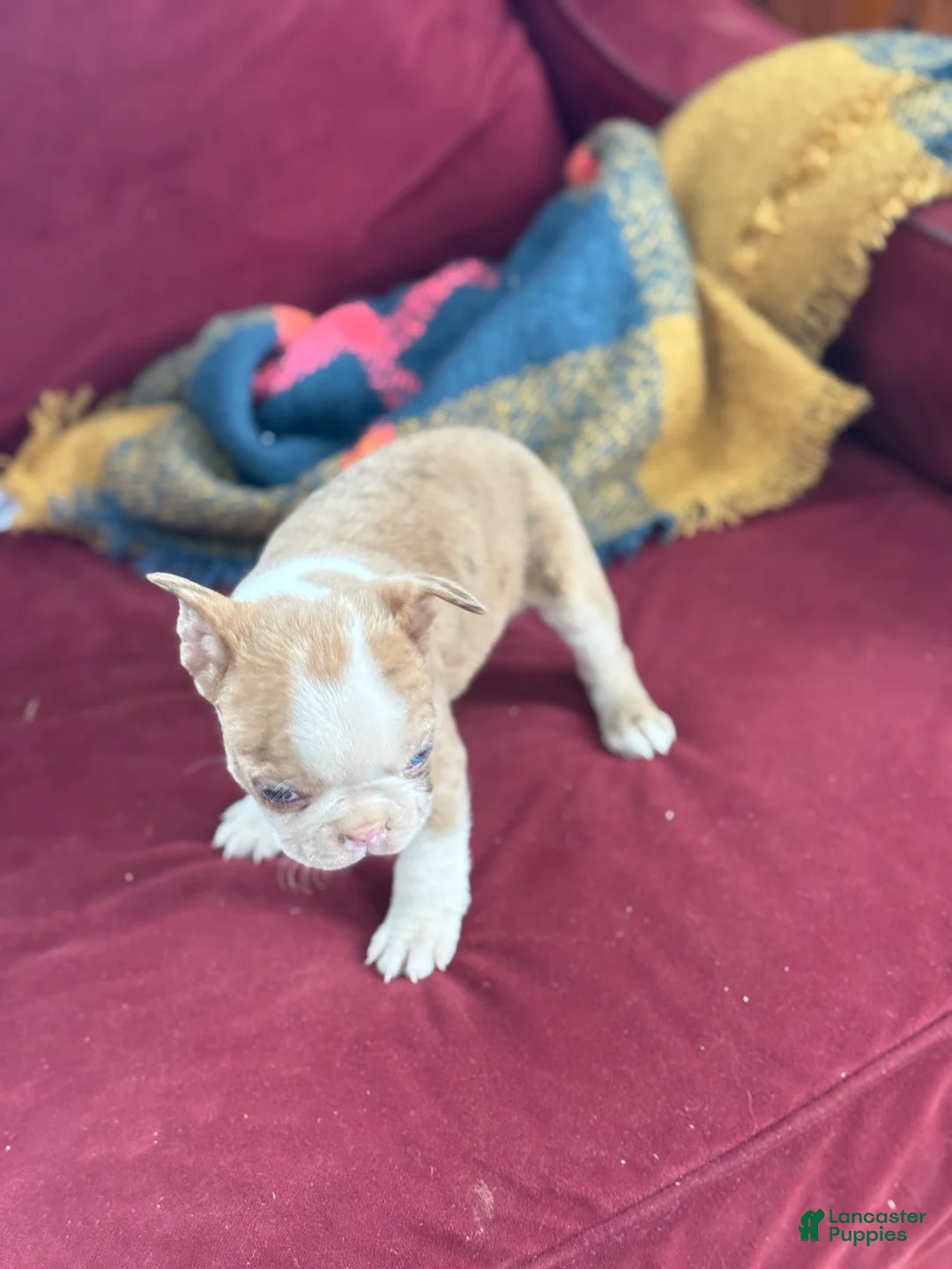 Boston Terrier dogs for sale: Billy - Ad 7