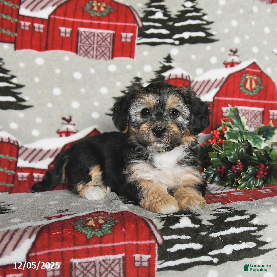 Maltipoo dogs for sale: Bunny - Ad 3