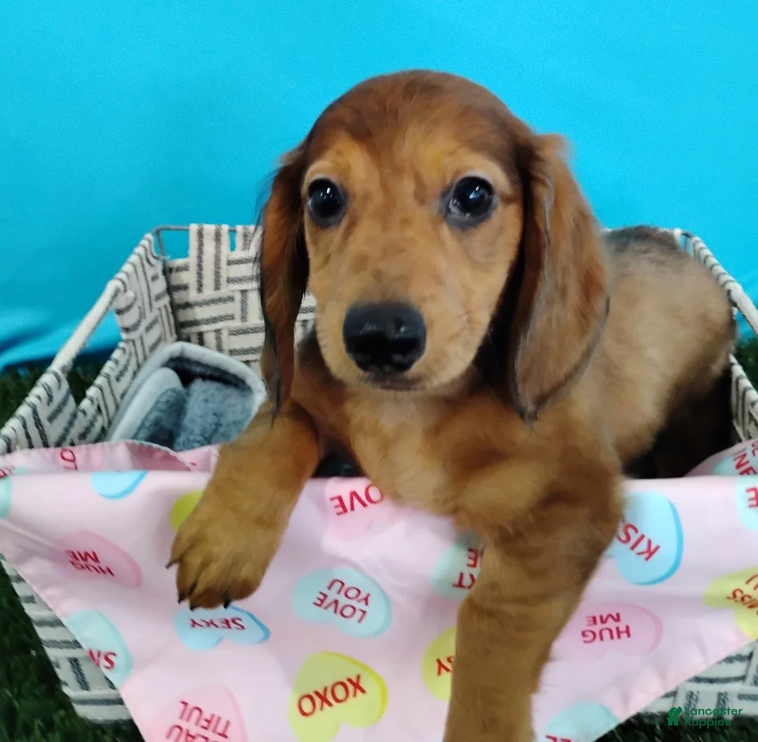 Miniature Dachshund dogs for sale: Peanut - Ad 2