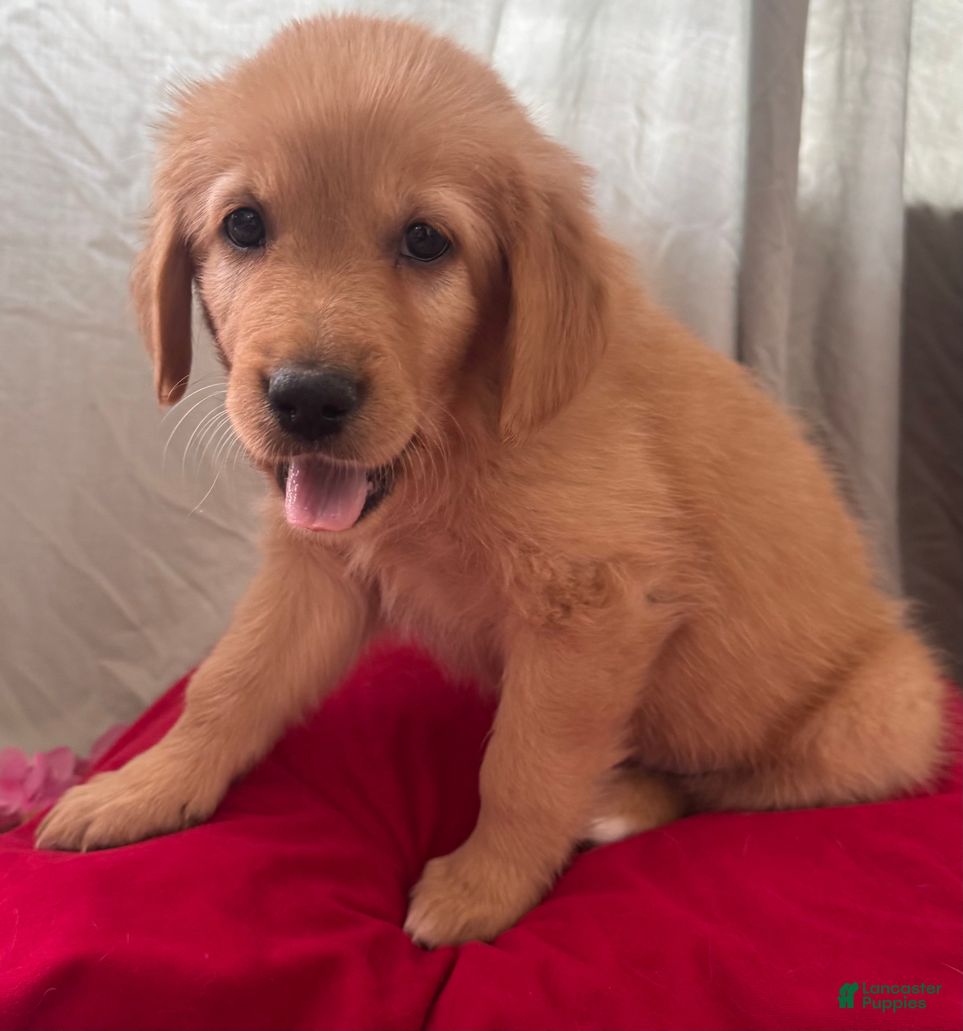 Mixed Breed dogs Yellow Collar - Ad 4