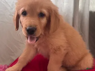 Mixed Breed dogs Yellow Collar - Ad 4