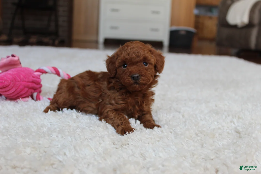 Toy Poodle dogs for sale: Melody - Ad 7
