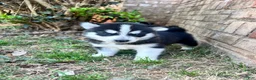Siberian Husky dogs for sale: Tuk - Ad 7