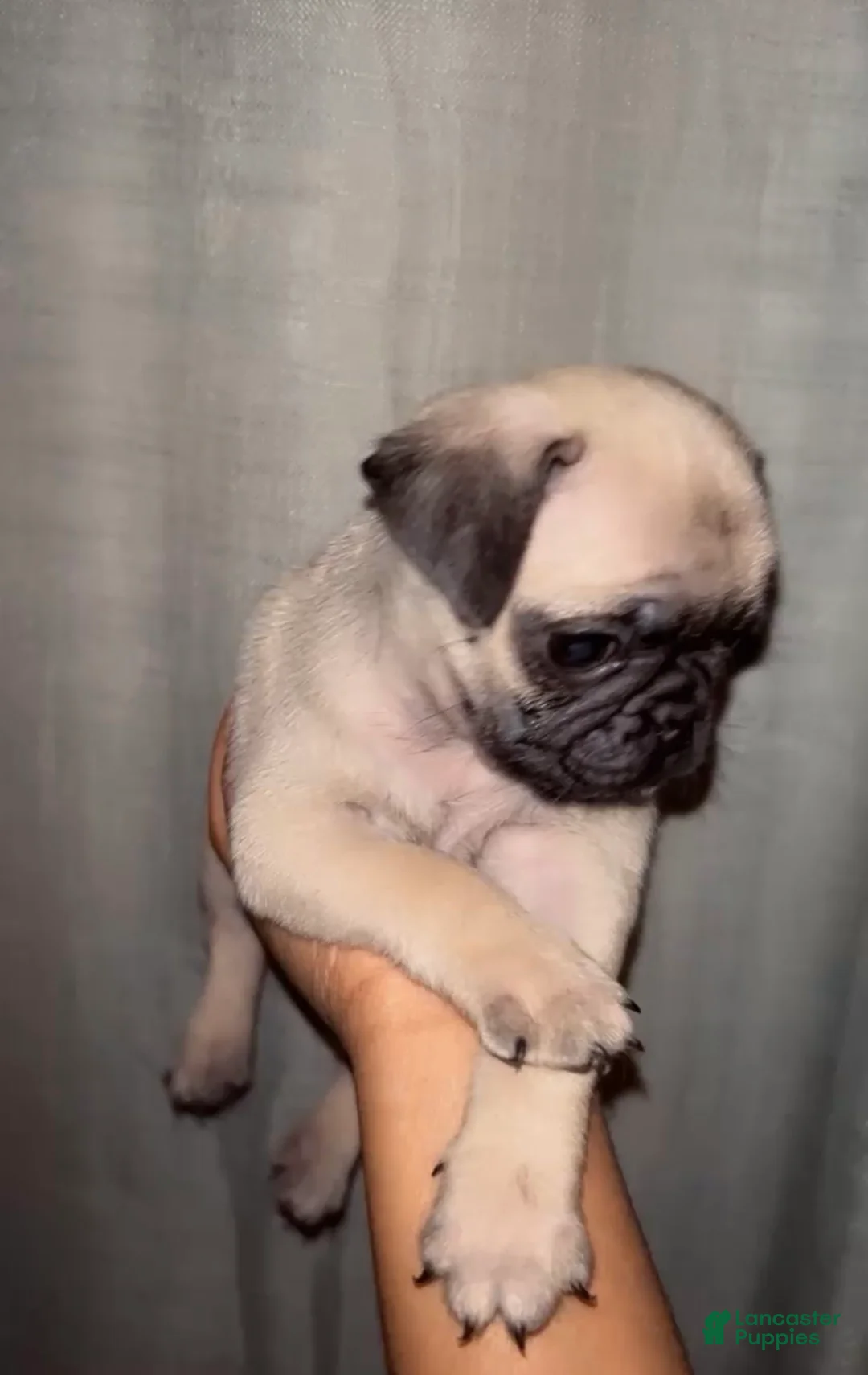 Pug dogs for sale: Noah - Ad 2