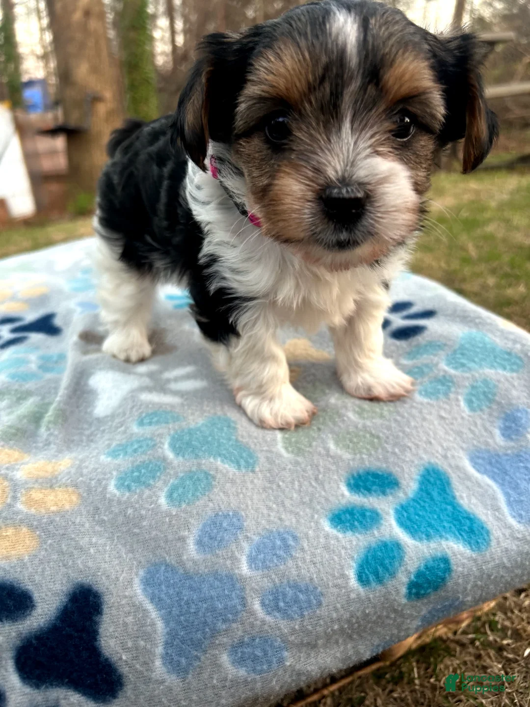 Yorkshire Terrier dogs for sale: Yorkshire Terrier Puppy 3 - Ad 1