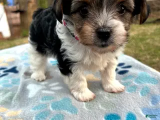 Yorkshire Terrier dogs for sale: Yorkshire Terrier Puppy 3 - Ad 3