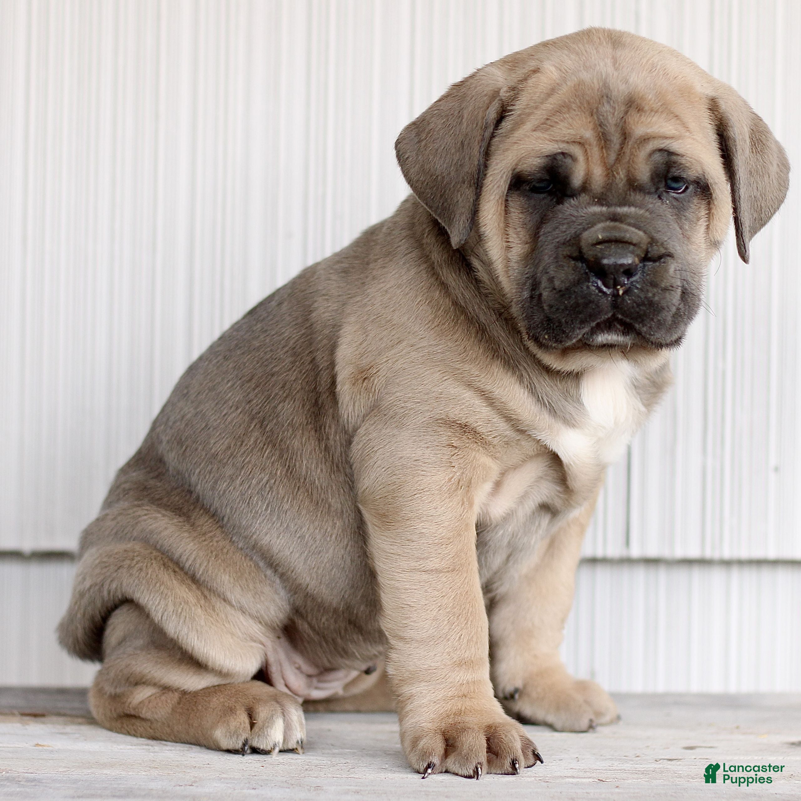 Cane Corso dogs Nala  - Ad 2