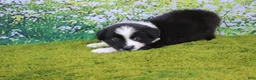 Australian Shepherd dogs for sale: Lucky - Ad 2