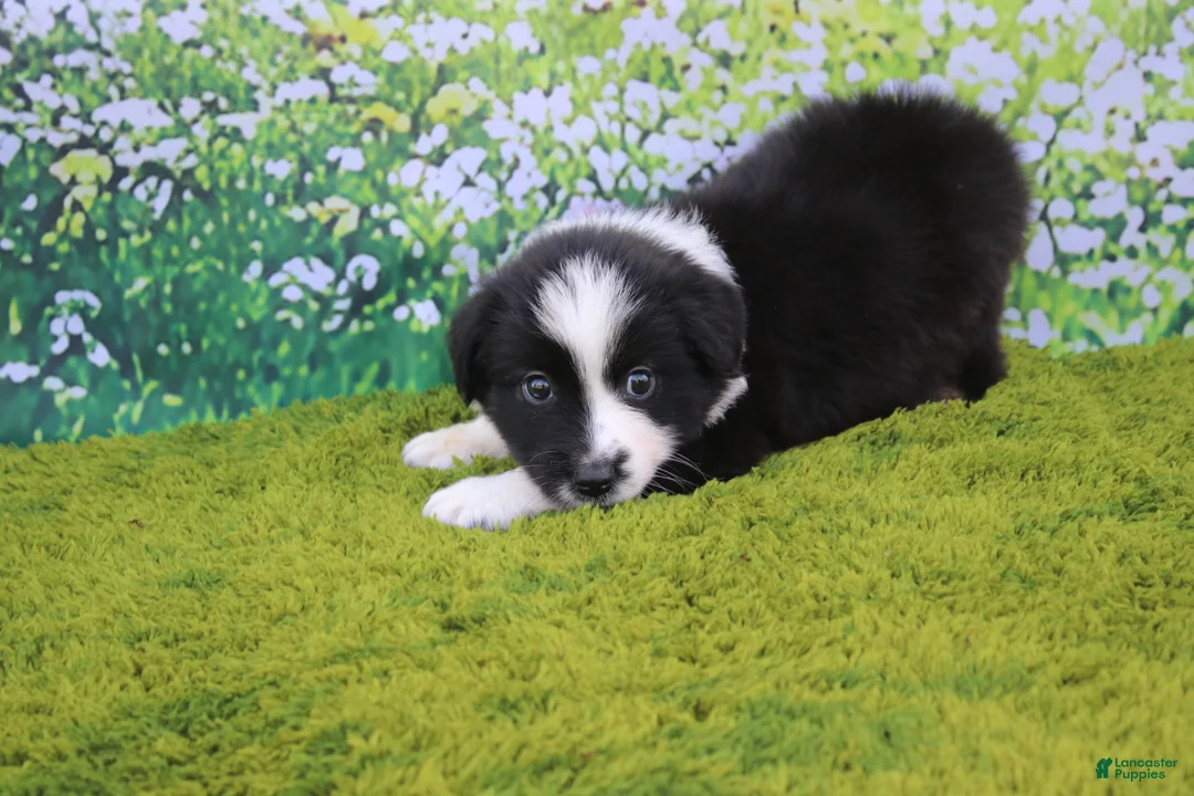 Australian Shepherd dogs for sale: Lucky - Ad 2