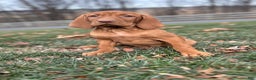 Vizsla dogs for sale: Velma - Ad 3