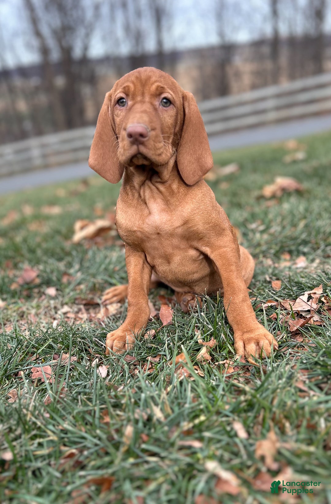Vizsla dogs for sale: Velma - Ad 3