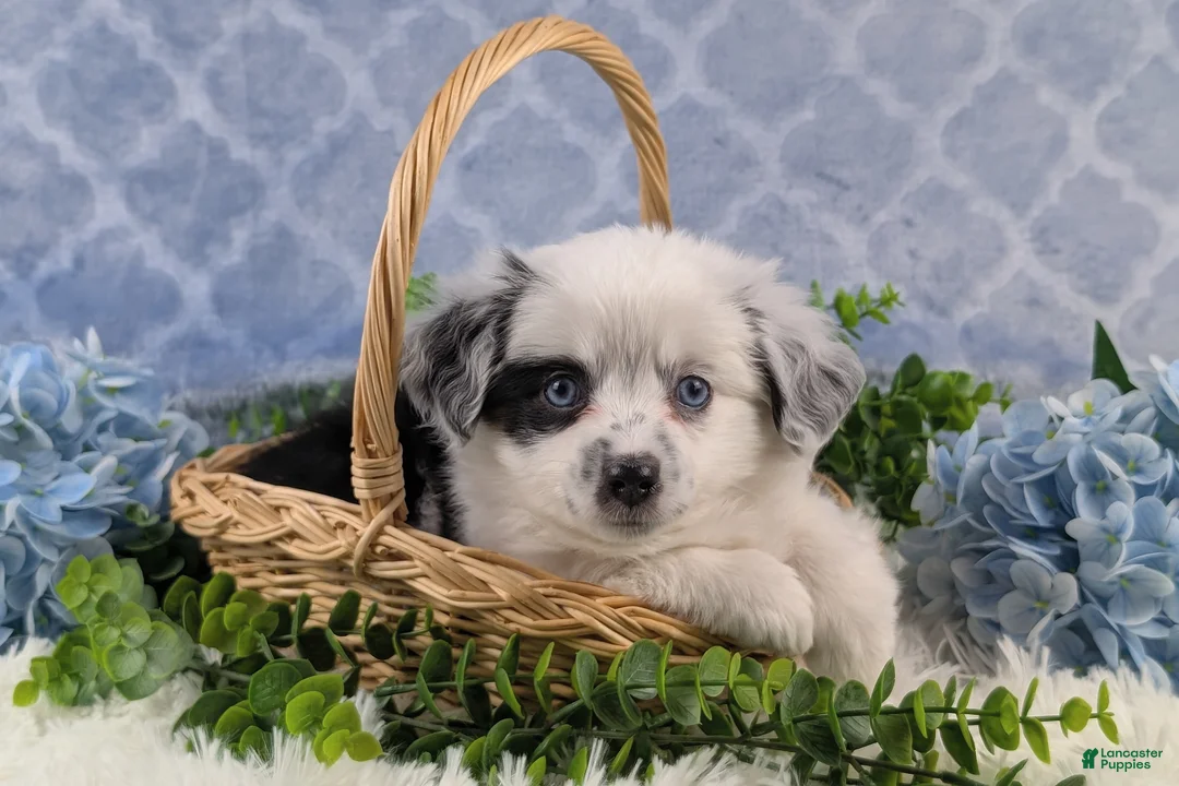 Toy Australian Shepherd dogs for sale: Brandi - Ad 9